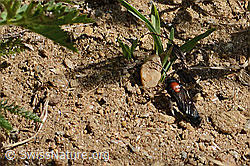 Grosse Spinnenameise (Mutilla europaea) (C263708) Grosse Spinnenameise (Mutilla europaea) (C263708)