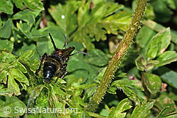 Grosse Spinnenameise (Mutilla europaea) (C263714) Grosse Spinnenameise (Mutilla europaea) (C263714)
