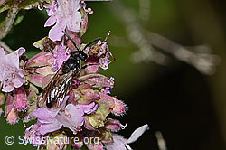 Gewöhnliche Maskenbiene (Hylaeus communis) auf Echtem Dost (Origanum vulgare) (C267943) Gewöhnliche Maskenbiene (Hylaeus communis) auf Echtem Dost (Origanum vulgare) (C267943)