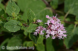 Echtem Dost (Origanum vulgare) (C267945)