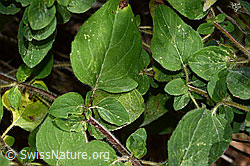 Echtem Dost (Origanum vulgare) (C267946)