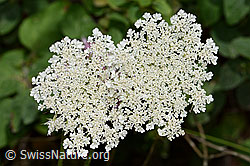 Wilde Möhre (Daucus carota ssp. carota) (C267947) Wilde Möhre (Daucus carota ssp. carota) (C267947)