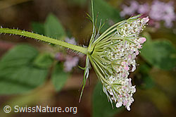 Wilde Möhre (Daucus carota ssp. carota) (C267948) Wilde Möhre (Daucus carota ssp. carota) (C267948)