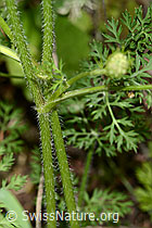 Wilde Möhre (Daucus carota ssp. carota) (C267949) Wilde Möhre (Daucus carota ssp. carota) (C267949)