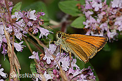 Brombeer-Perlmuttfalter (Brenthis daphne) auf Echtem Dost (Origanum vulgare)