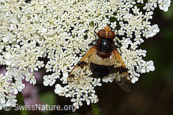 Gemeine Waldschwebfliege (Volucella pellucens) auf Wilder Möhre (Daucus carota ssp. carota) (C267957) Gemeine Waldschwebfliege (Volucella pellucens) auf Wilder Möhre (Daucus carota ssp. carota) (C267957)