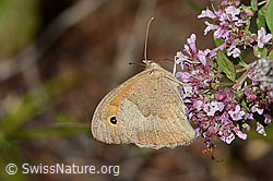 Grosses Ochsenauge (Maniola jurtina) auf Sommerflieder (Buddleja davidii)