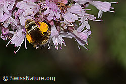 Foto: Weissbinden-Schmalbiene (Lasioglossum leucozonium) auf Echtem Dost (Origanum vulgare)