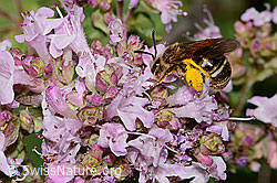 Foto: Weissbinden-Schmalbiene (Lasioglossum leucozonium) auf Echtem Dost (Origanum vulgare)