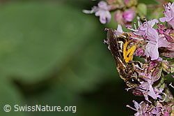 Foto: Weissbinden-Schmalbiene (Lasioglossum leucozonium) auf Echtem Dost (Origanum vulgare)