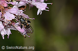 Brombeer-Perlmuttfalter (Brenthis daphne) auf Echtem Dost (Origanum vulgare)