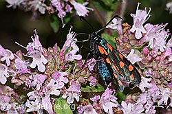 Gewöhnliches Widderchen (Zygaena filipendulae) auf Echtem Dost (Origanum vulgare) (C267994) Gewöhnliches Widderchen (Zygaena filipendulae) auf Echtem Dost (Origanum vulgare) (C267994)