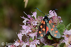 Gewöhnliches Widderchen (Zygaena filipendulae) auf Echtem Dost (Origanum vulgare) (C267995) Gewöhnliches Widderchen (Zygaena filipendulae) auf Echtem Dost (Origanum vulgare) (C267995)