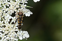 Gemeine Keulenschwebfliege (Syritta pipiens) auf Wilder Möhre (Daucus carota ssp. carota) (C267998) Gemeine Keulenschwebfliege (Syritta pipiens) auf Wilder Möhre (Daucus carota ssp. carota) (C267998)