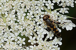 Gemeine Keulenschwebfliege (Syritta pipiens) auf Wilder Möhre (Daucus carota ssp. carota) (C267999) Gemeine Keulenschwebfliege (Syritta pipiens) auf Wilder Möhre (Daucus carota ssp. carota) (C267999)
