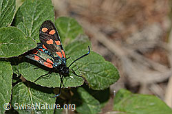 Gewöhnliches Widderchen (Zygaena filipendulae) (C268003) Gewöhnliches Widderchen (Zygaena filipendulae) (C268003)