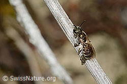 Dunkelgrüne Schmalbiene (Lasioglossum morio) (C268010) Dunkelgrüne Schmalbiene (Lasioglossum morio) (C268010)