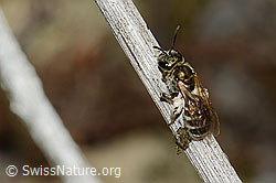 Dunkelgrüne Schmalbiene (Lasioglossum morio) (C268011) Dunkelgrüne Schmalbiene (Lasioglossum morio) (C268011)