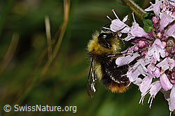 Wiesenhummel (Bombus pratorum) an Echtem Dost (Origanum vulgare) (C268035) Wiesenhummel (Bombus pratorum) an Echtem Dost (Origanum vulgare) (C268035)