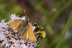 Foto: Braunkolbiger Braundickkopffalter (Thymelicus sylvestris) und Wiesenhummel (Bombus pratorum) an Echtem Dost (Origanum vulgare)