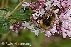 Wiesenhummel (Bombus pratorum) an Echtem Dost (Origanum vulgare) (C268041) Wiesenhummel (Bombus pratorum) an Echtem Dost (Origanum vulgare) (C268041)