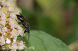 Gewöhnliche Maskenbiene (Hylaeus communis) auf Echtem Dost (Origanum vulgare)