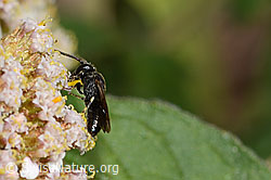 Foto: Gewöhnliche Maskenbiene (Hylaeus communis) an Gemeiner Schafgarbe (Achillea millefolium)