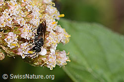 Foto: Gewöhnliche Maskenbiene (Hylaeus communis) an Gemeiner Schafgarbe (Achillea millefolium)