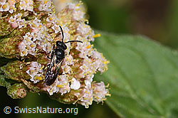 Foto: Gewöhnliche Maskenbiene (Hylaeus communis) an Gemeiner Schafgarbe (Achillea millefolium)