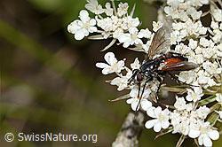 Rotgefleckte Raupenfliege (Eriothrix rufomaculatus) auf Wilder Möhre (Daucus carota ssp. carota) (C268069) Rotgefleckte Raupenfliege (Eriothrix rufomaculatus) auf Wilder Möhre (Daucus carota ssp. carota) (C268069)