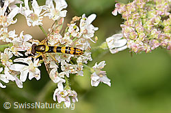 Gewöhnliche Langbauchschwebfliege (Sphaerophoria scripta) auf Wilder Möhre (Daucus carota ssp. carota) (C268072) Gewöhnliche Langbauchschwebfliege (Sphaerophoria scripta) auf Wilder Möhre (Daucus carota ssp. carota) (C268072)