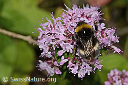 Dunkle Erdhummel (Bombus terrestris) auf Echtem Dost (Origanum vulgare) (C268114)