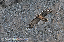 Bartgeier (Gypaetus barbatus) (09.2023, C279951)