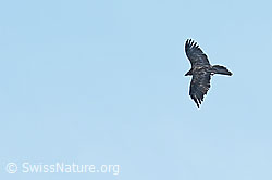 Foto: Bartgeier (Gypaetus barbatus)