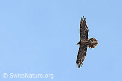 Foto: Bartgeier (Gypaetus barbatus)