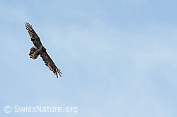 Foto: Bartgeier (Gypaetus barbatus)