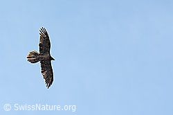 Foto: Bartgeier (Gypaetus barbatus)