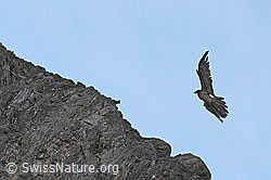 Gypaetus barbatus (C279971)