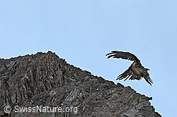 Gypaetus barbatus (C279972)