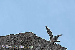 Bartgeier (Gypaetus barbatus) (09.2023, C279973)