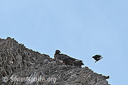Foto: Bartgeier (Gypaetus barbatus)