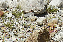 Bachstelze (Motacilla alba) (07.2024, C301598)