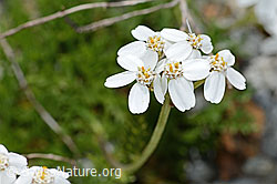 Moschus-Schafgarbe (Achillea erba-rotta ssp. moschata) (C301615) Moschus-Schafgarbe (Achillea erba-rotta ssp. moschata) (C301615)