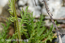Moschus-Schafgarbe (Achillea erba-rotta ssp. moschata) (C301616) Moschus-Schafgarbe (Achillea erba-rotta ssp. moschata) (C301616)