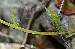 Moschus-Schafgarbe (Achillea erba-rotta ssp. moschata) (C301617) Moschus-Schafgarbe (Achillea erba-rotta ssp. moschata) (C301617)