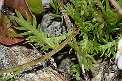 Moschus-Schafgarbe (Achillea erba-rotta ssp. moschata) (C301618) Moschus-Schafgarbe (Achillea erba-rotta ssp. moschata) (C301618)