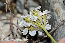 Moschus-Schafgarbe (Achillea erba-rotta ssp. moschata) (C301622) Moschus-Schafgarbe (Achillea erba-rotta ssp. moschata) (C301622)