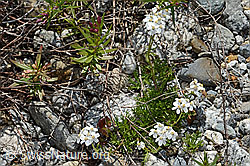 Moschus-Schafgarbe (Achillea erba-rotta ssp. moschata) (C301623) Moschus-Schafgarbe (Achillea erba-rotta ssp. moschata) (C301623)