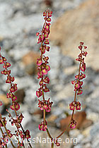 Schildblättriger Ampfer (Rumex scutatus) (C301657)