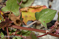 Schildblättriger Ampfer (Rumex scutatus) (C301660)